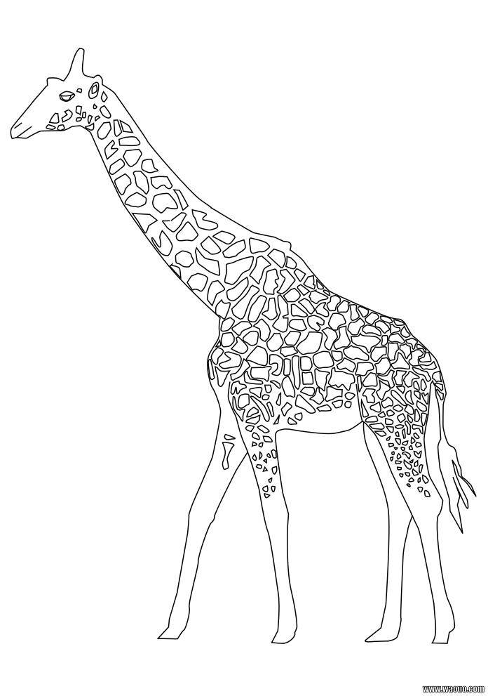 Coloriage Girafe Gratuit A Imprimer