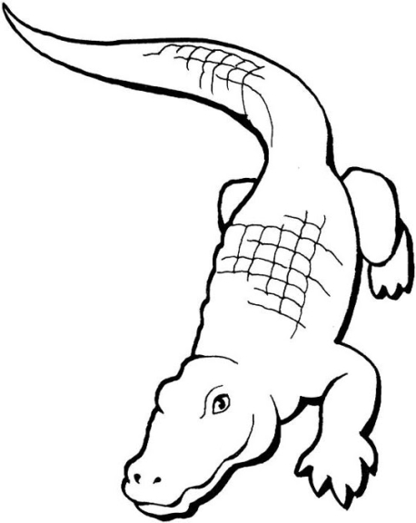 Crocodile coloring page