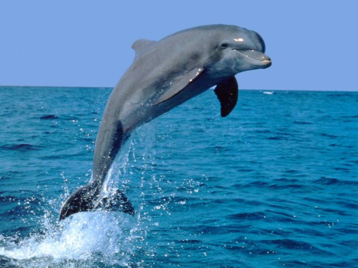 Jumping dolphin