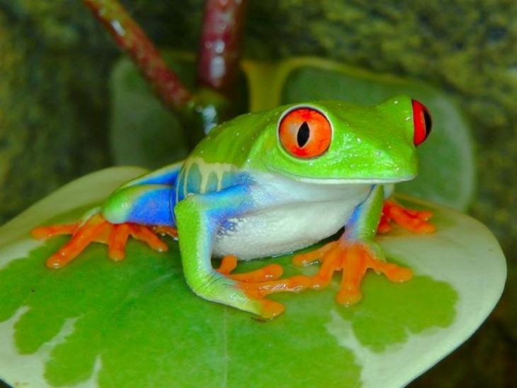 青とオレンジの緑のカエル