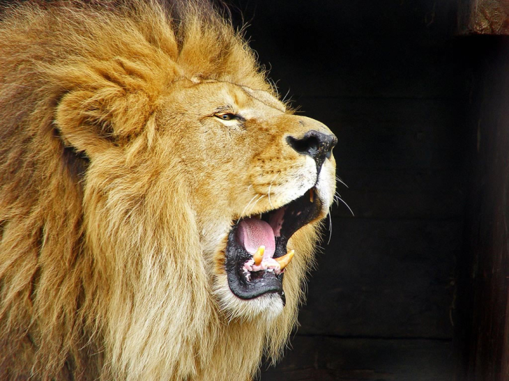 Lion roars