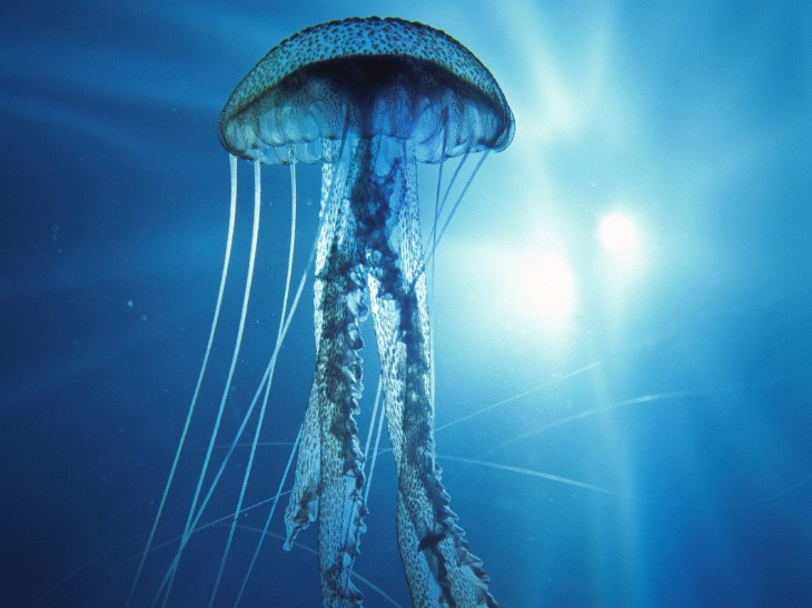 Blue jellyfish