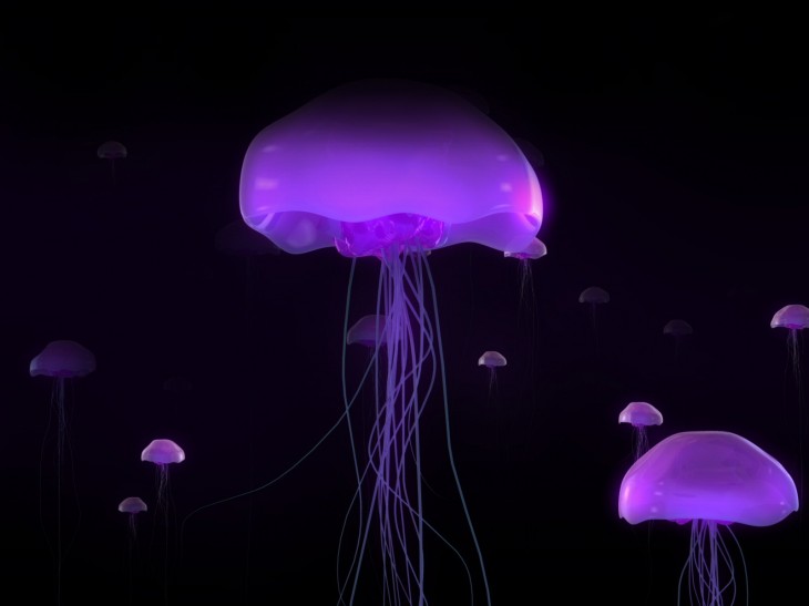 Purple jellyfish