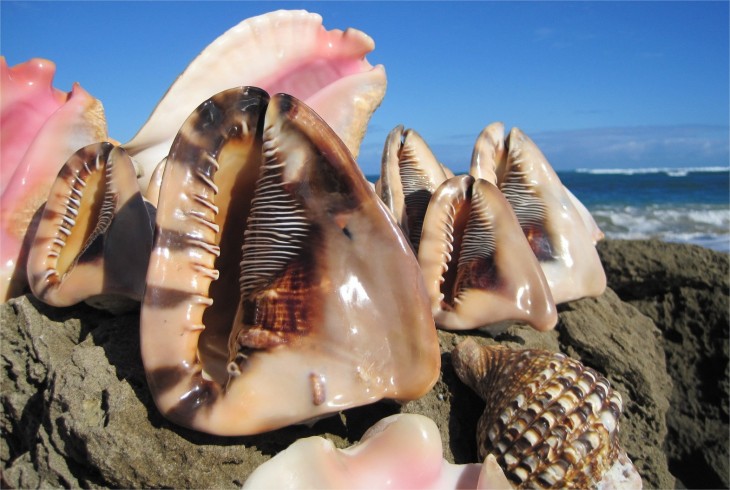 Fondos de pantalla de conchas marinas