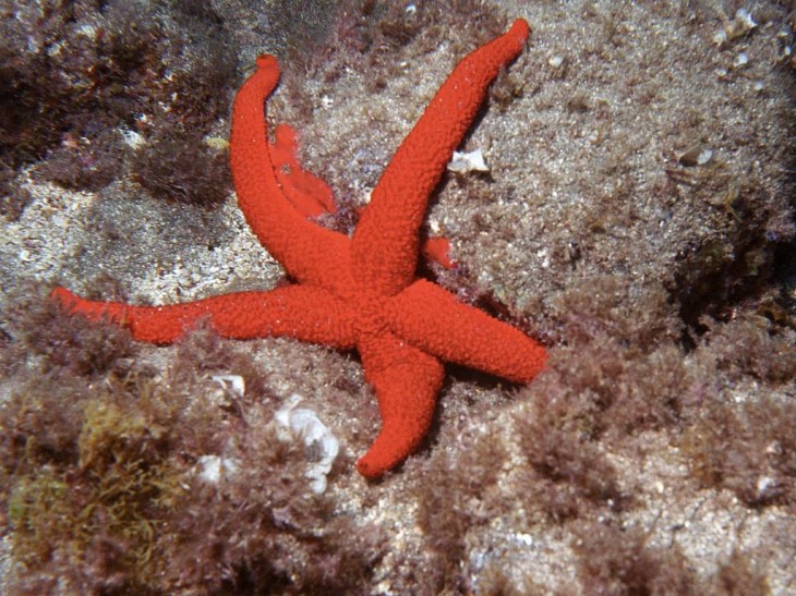 Etoile de mer rouge