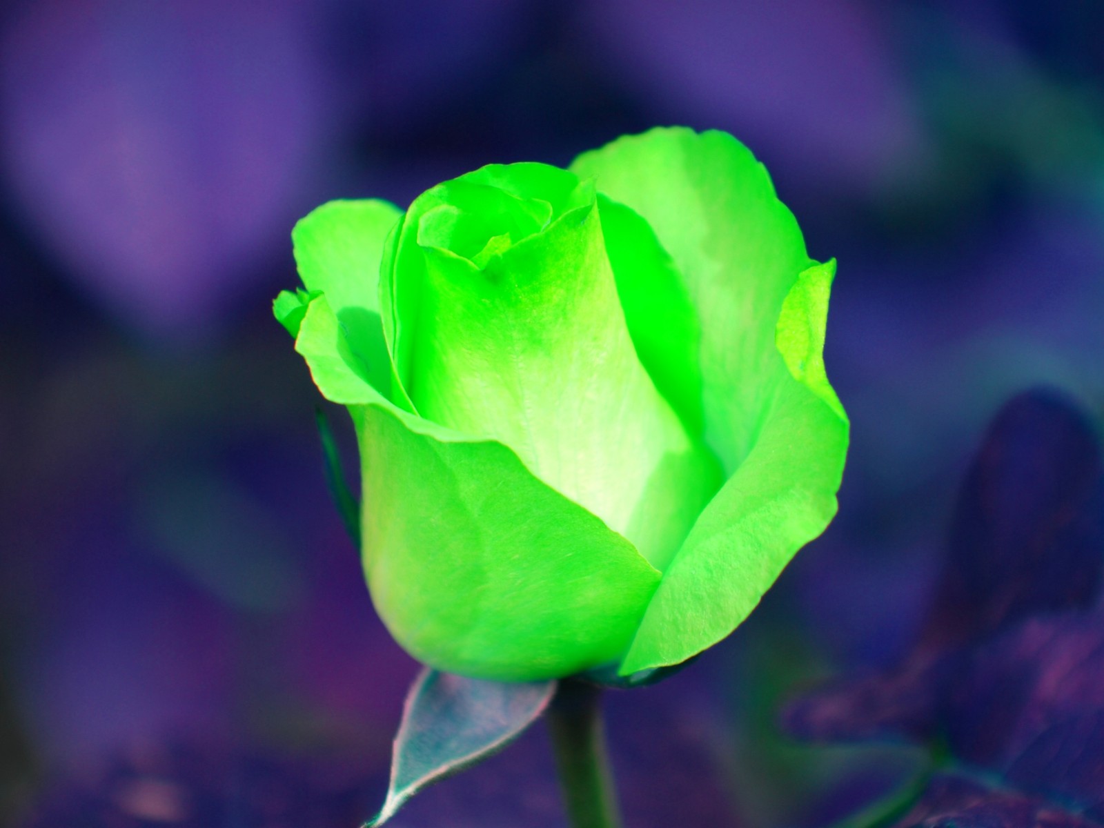 Fleur rose verte