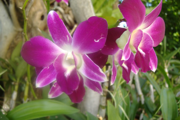 Flor de orquídea morada