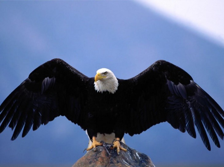 Steinadler-Hintergrundbild