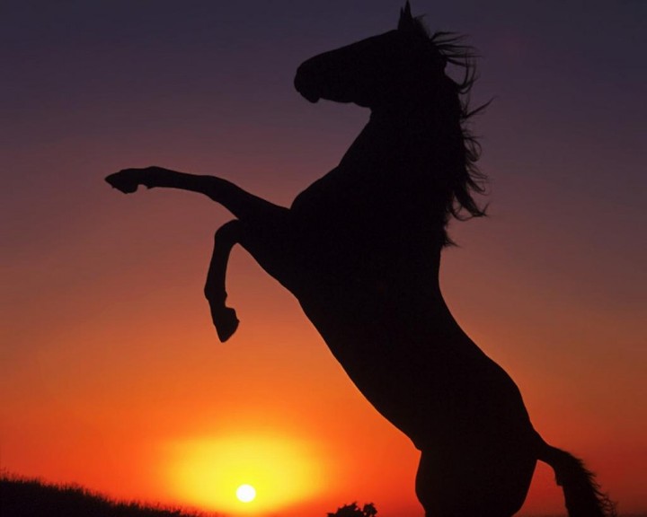 Horse sunset