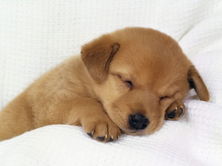 Puppy sleeps