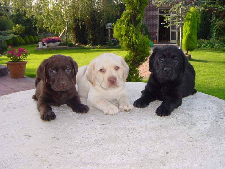 Puppies black brown white