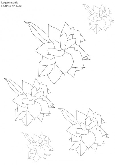 Coloriage fleur Poinsettia