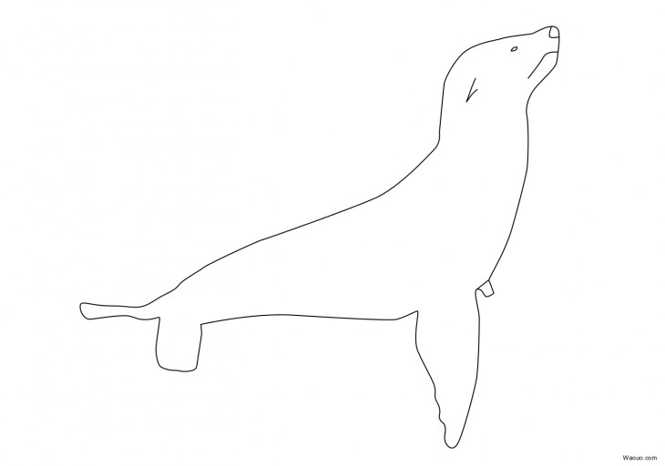 Sea Lion Coloring Page