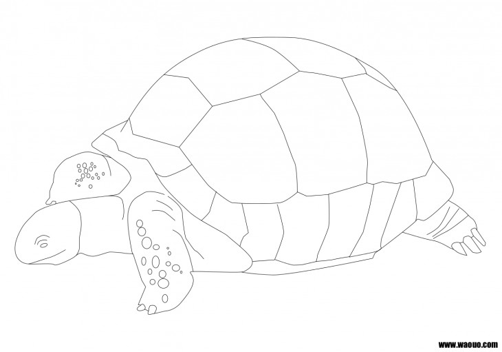 Giant turtle coloring page 