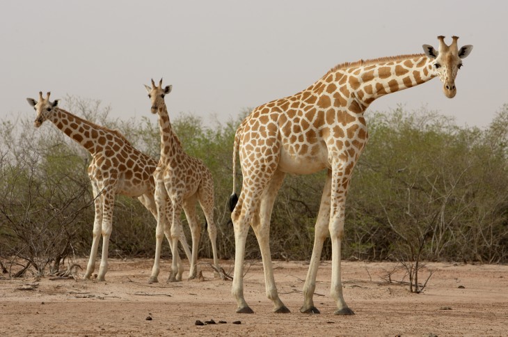 Girafes