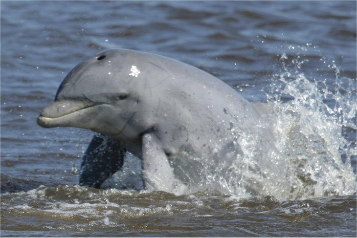 Bottlenose Dolphin