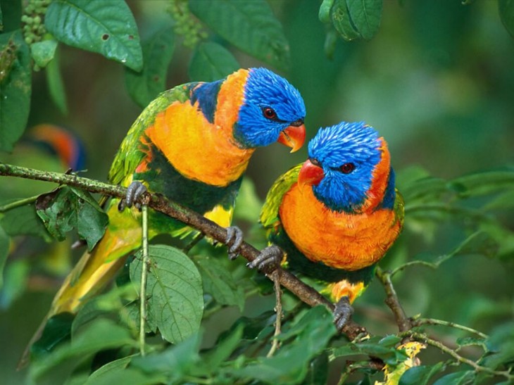 Pájaros azules, naranjas y verdes.