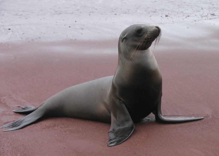 Maned Sea Lion 