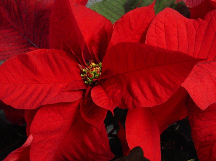 Poinsettia étoile de noël