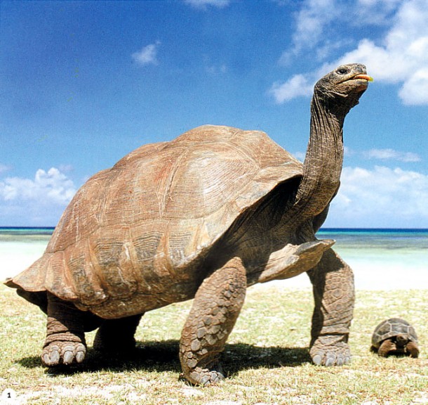 Tortue géante des seychelles