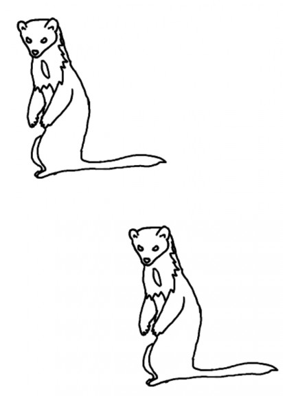 Animal weasel coloring page