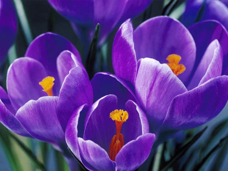 Crocus fleur