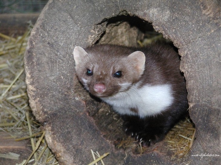 動物のイタチ