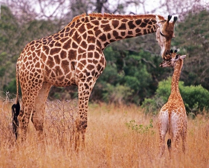 Giraffe und Giraffe