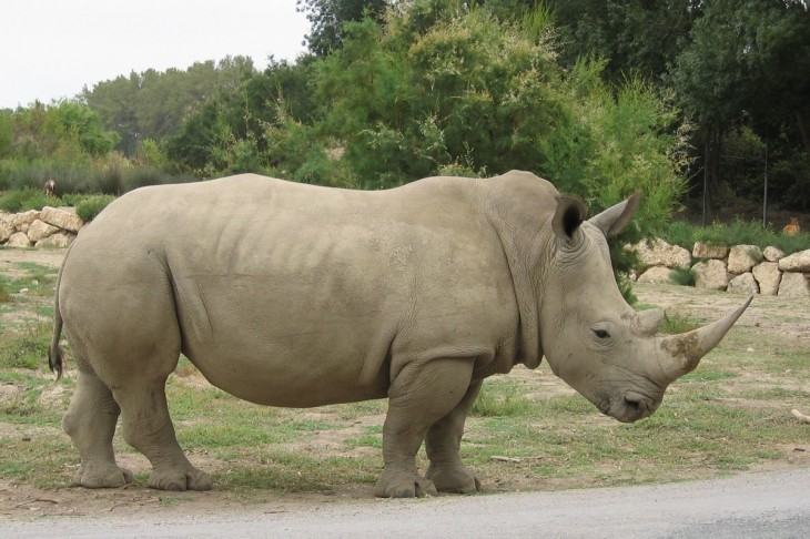 Breitmaulnashorn