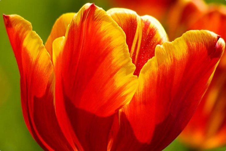 Tulipan zoomvisning