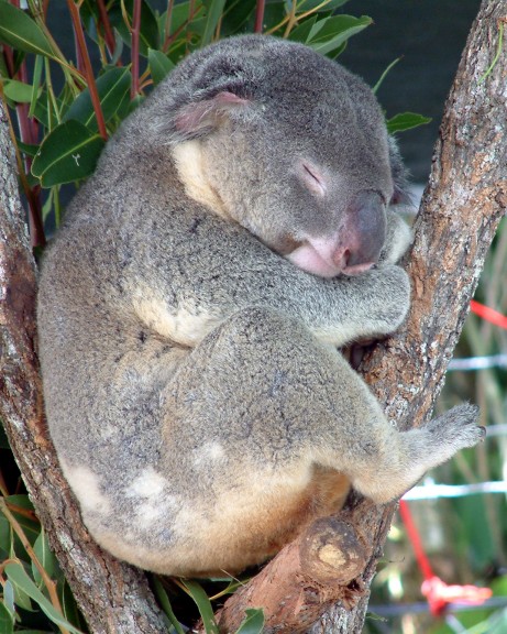 koala duerme