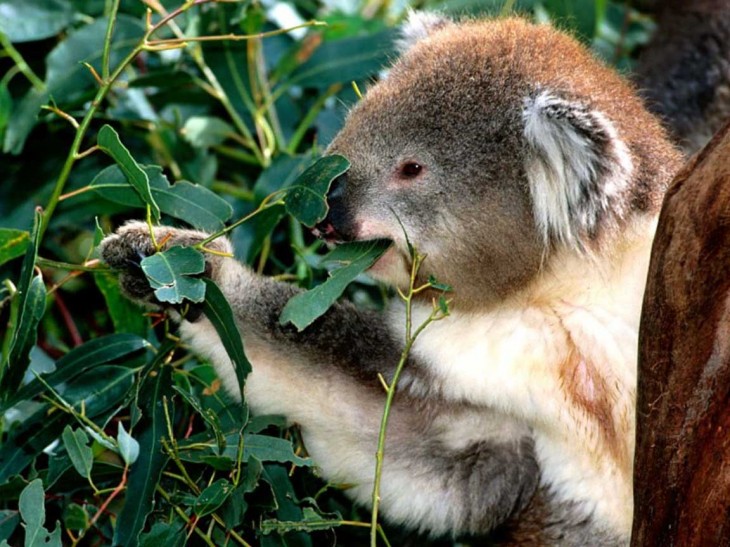 Koala eats leaves