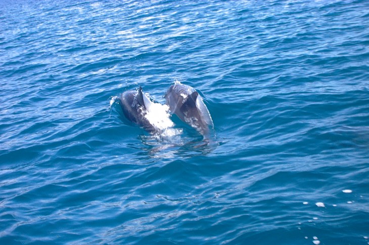 Bébé dauphin