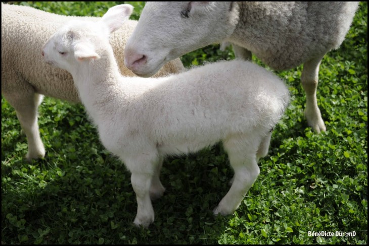 Baby sheep