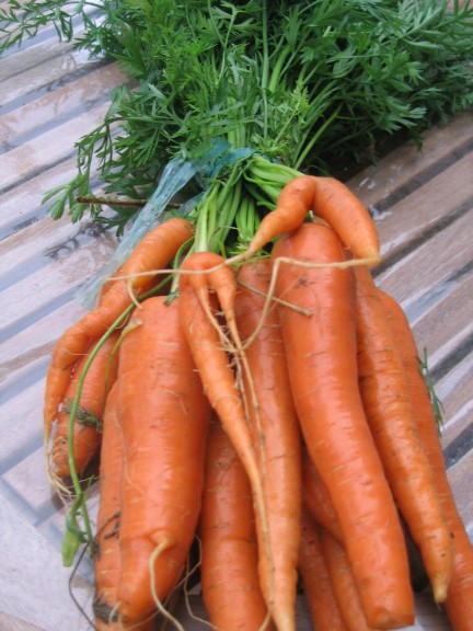 Carrots