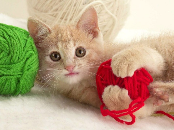 Ball of wool kitten