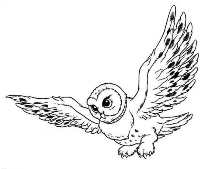 Owl coloring page