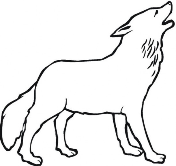 Gray wolf coloring page