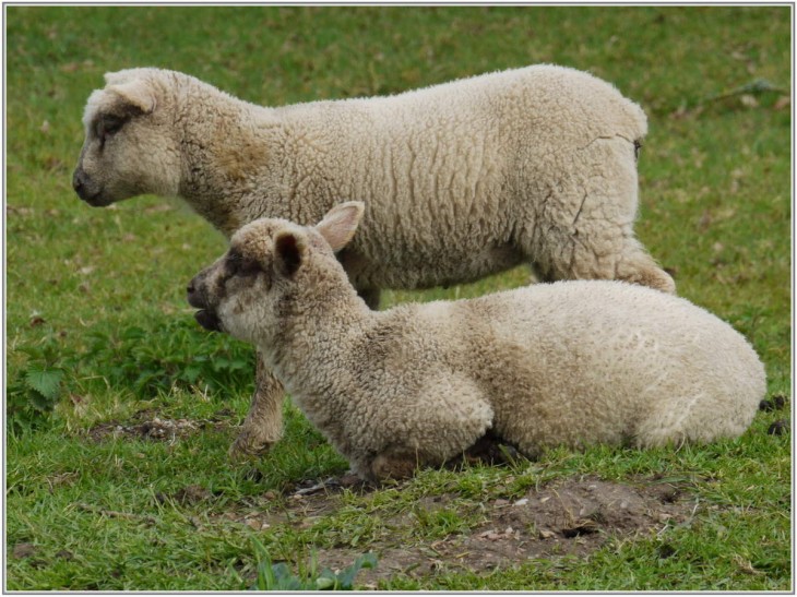 Des moutons