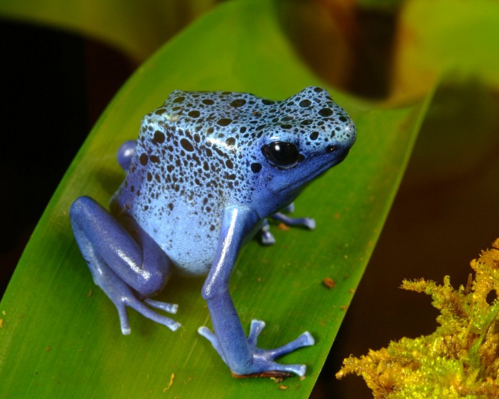 Blue frog