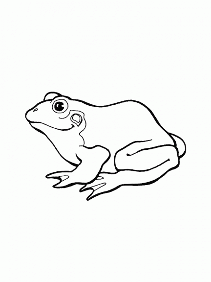 Frog coloring