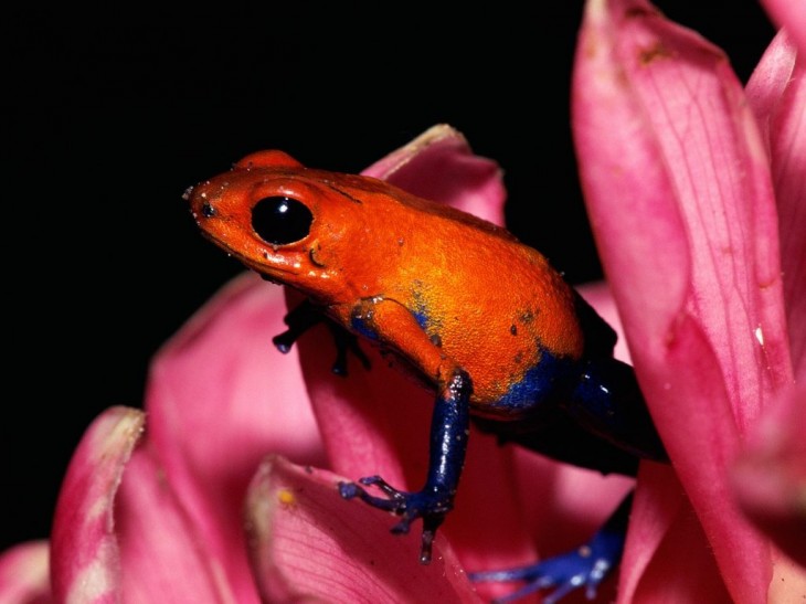 Red frog