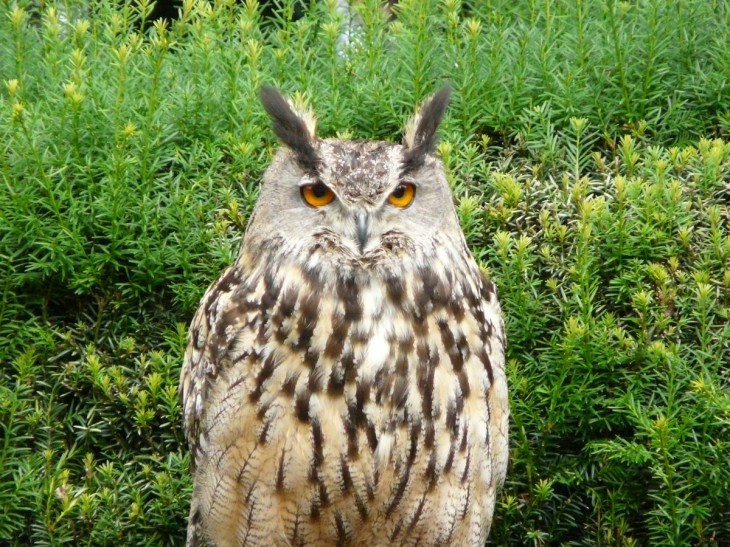 Great horned owl