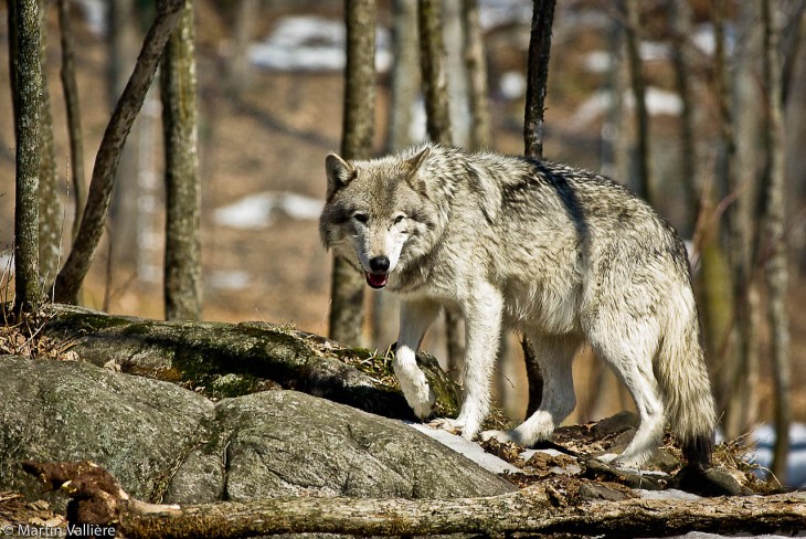 Lobo gris