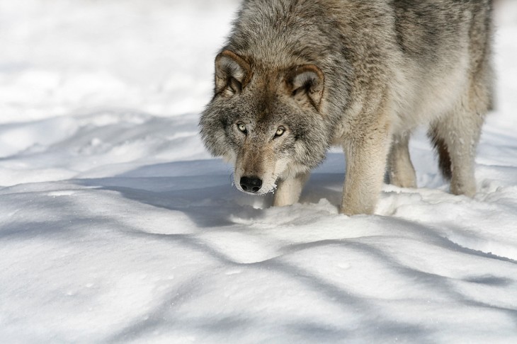 Gray wolf in the snow