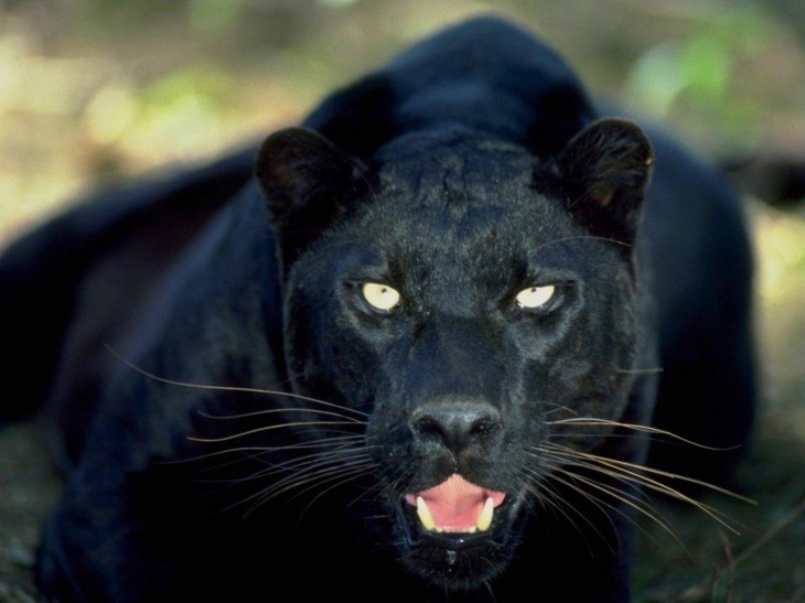 Schwarzer Panther