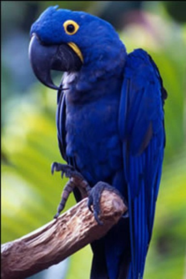 Blue parrot