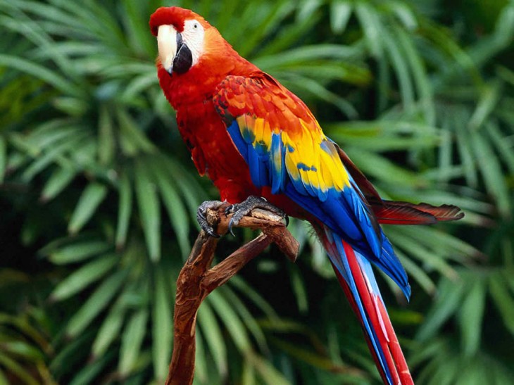 Multicolored parrot