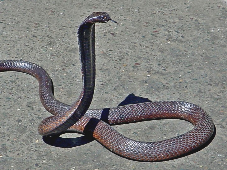 Serpent cobra