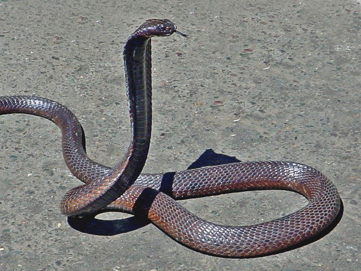 serpiente cobra